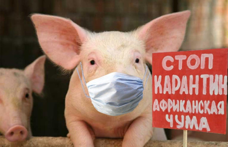 Африканская чума. Африканская чума.